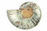 Cut & Polished Ammonite Fossil (Half) - Unusual Black Color #296303-1